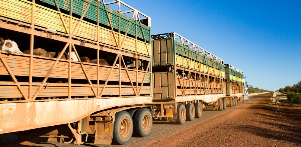 Animal transportation store