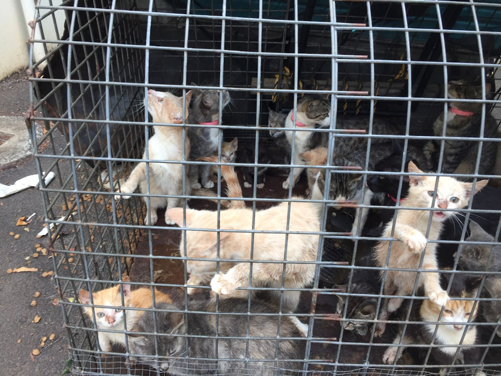 What is animal hoarding and why is it harmful to animals? – RSPCA  Knowledgebase