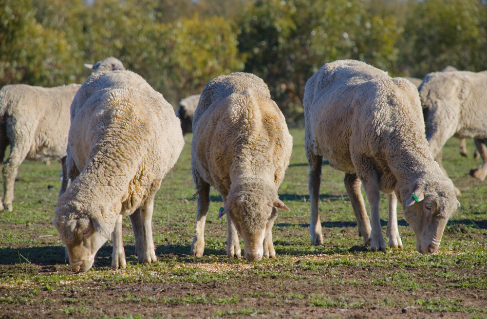 What Are The Animal Welfare Issues With Feedlots For Sheep RSPCA 