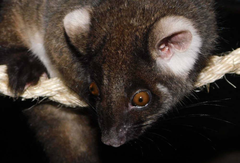 Ringtail possum