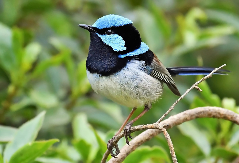 Superb fairy wren