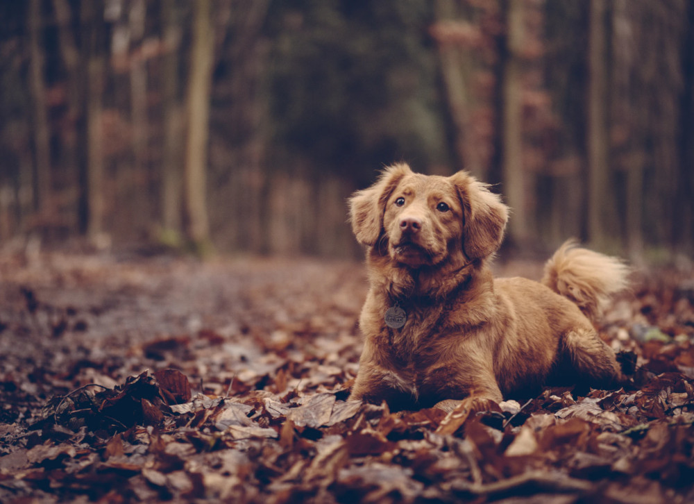 dog-leaves-forest