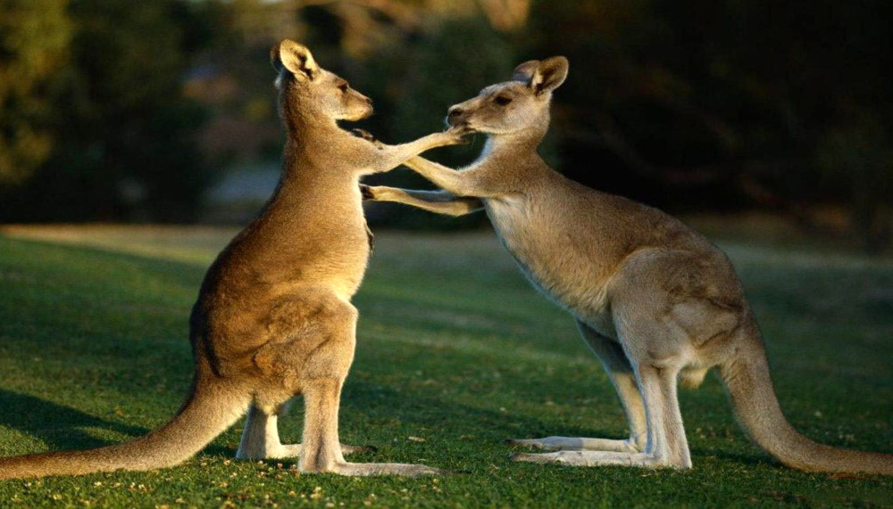 young-kangaroos-peri-urban-area