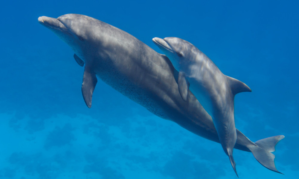 Dolphin Mother and Baby