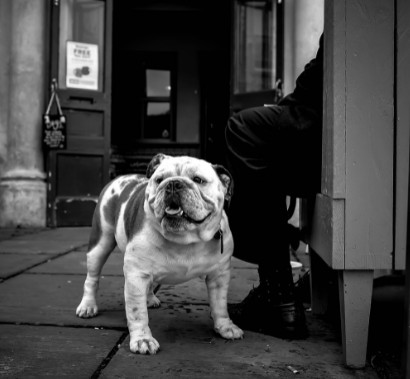 Brachy English Bulldog