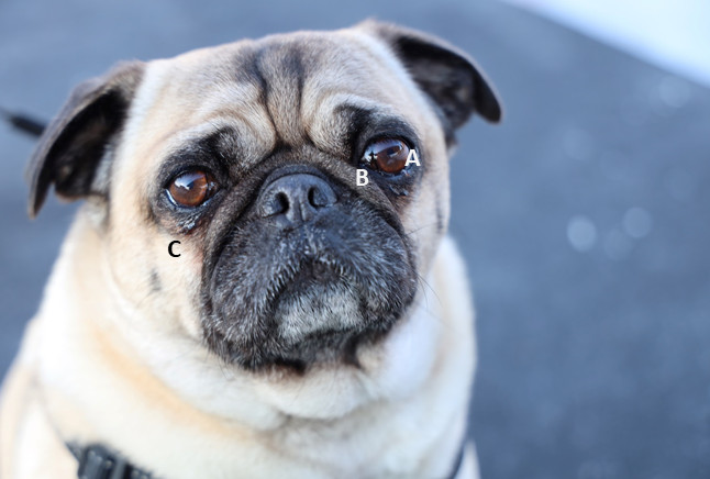 why are there so many brachycephalic dog breeds