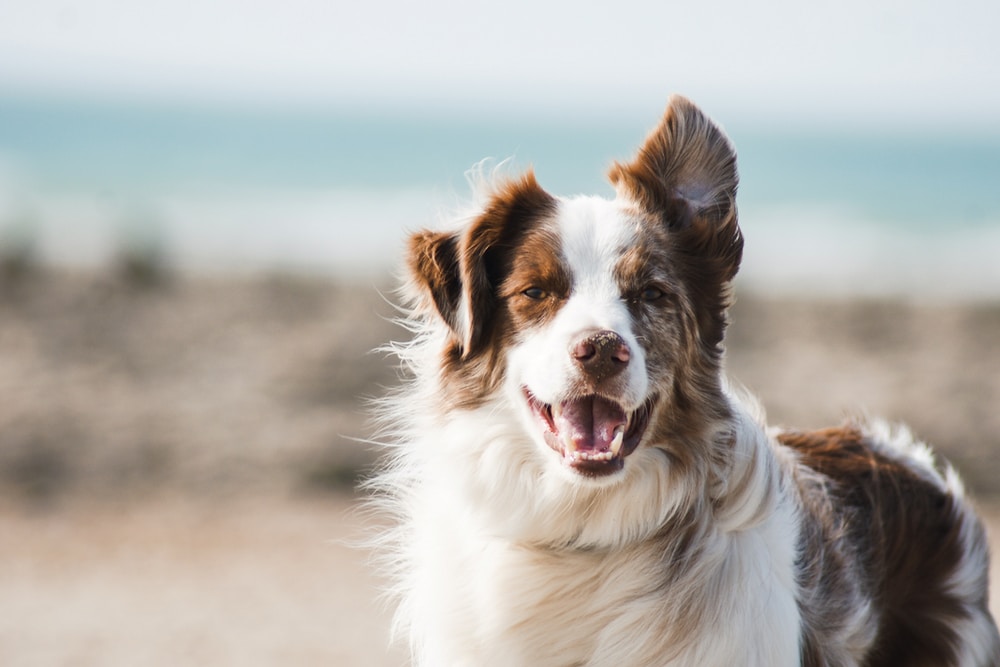 What vaccinations should my dog receive? – RSPCA Knowledgebase