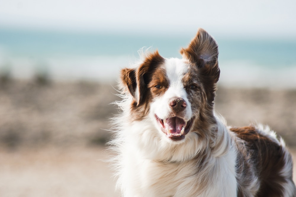 Is feeding a clearance dog raw meat bad