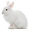 Is cosmetic testing on animals legal in Australia? – RSPCA Knowledgebase