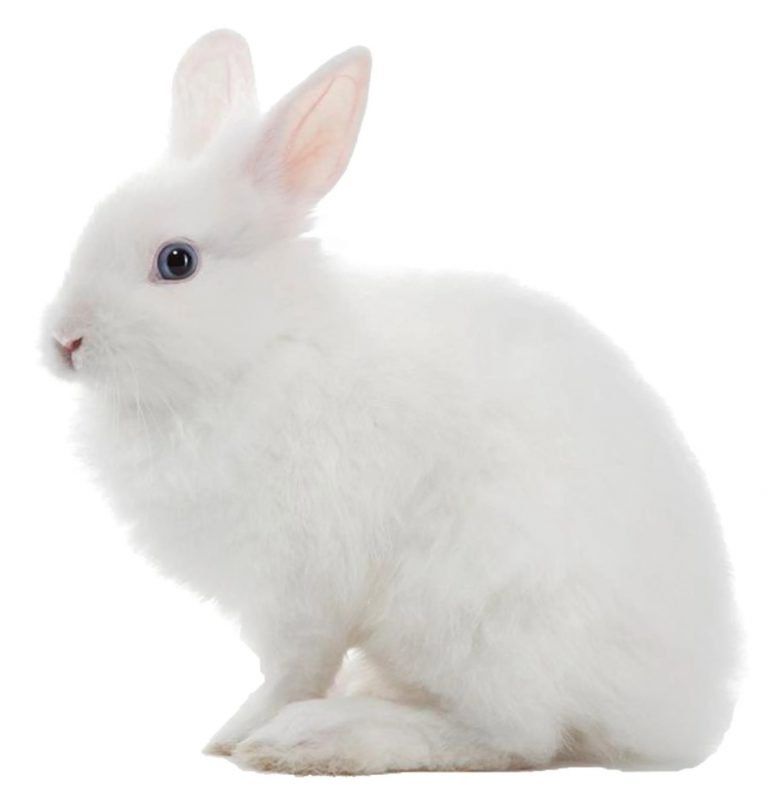 is-cosmetic-testing-on-animals-legal-in-australia-rspca-knowledgebase