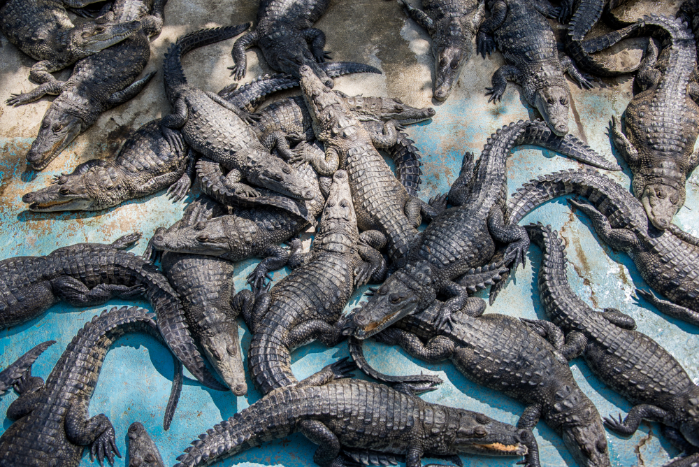 Australian crocodiles cruelly slaughtered on Hermès farm