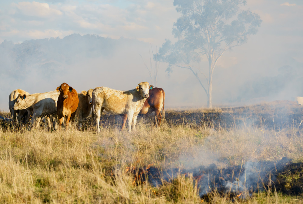 Cattle near fire