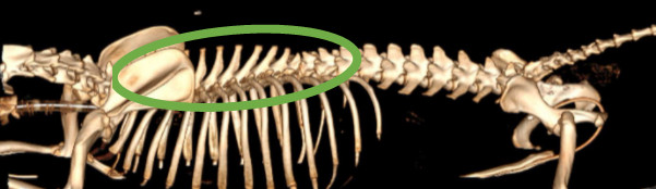 Normal lateral 3D CT scan 