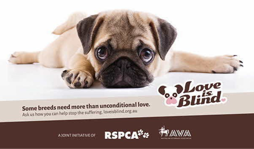 What are the welfare issues associated with spinal abnormalities and “screw  tails” in brachycephalic (flat-faced) dogs? – RSPCA Knowledgebase