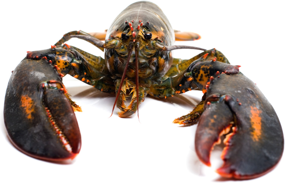 Lobster on white background