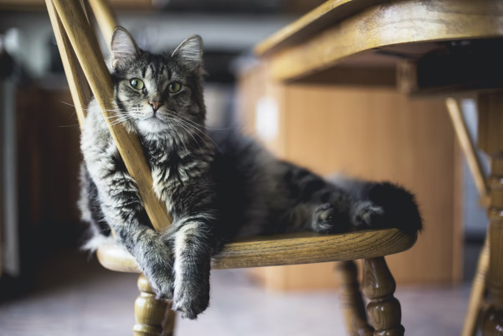 Tabby on chair