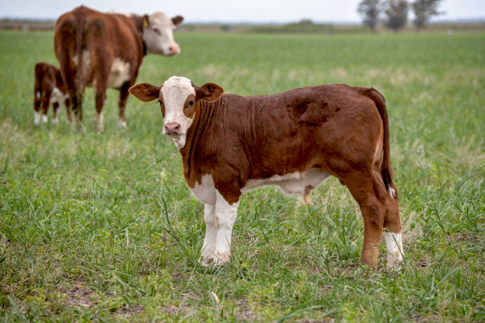 What are some of the painful procedures experienced by cattle on farm? –  RSPCA Knowledgebase