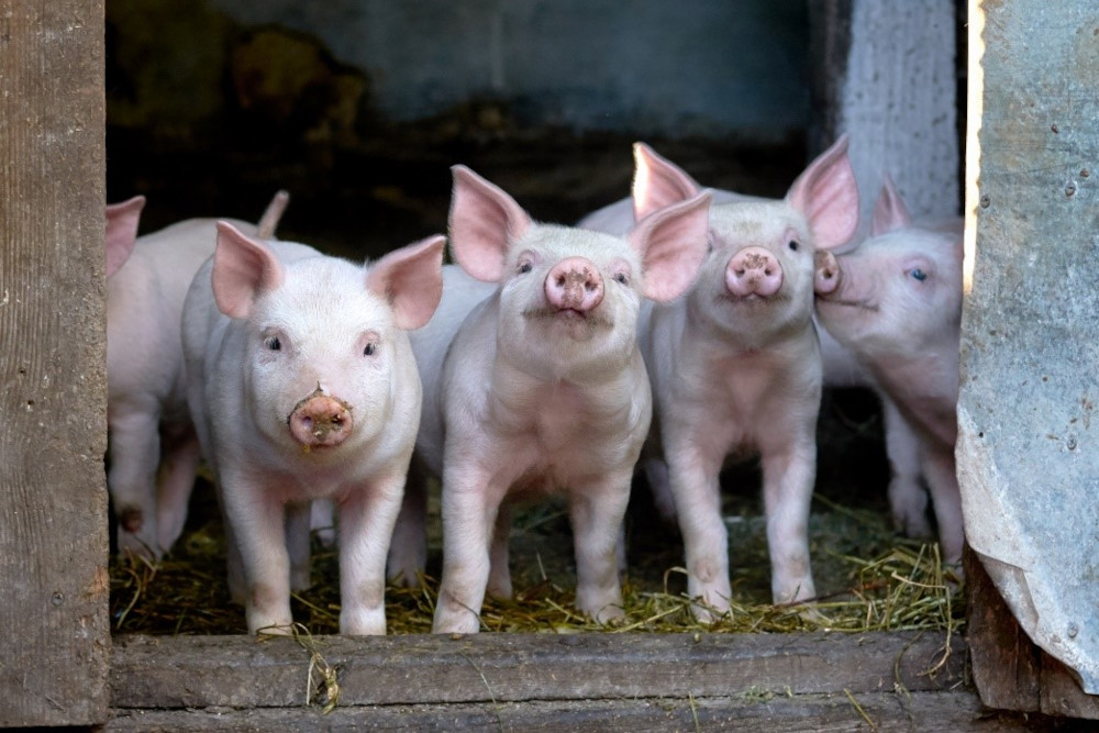 farm piglets