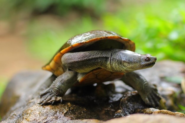 types of pet water turtles