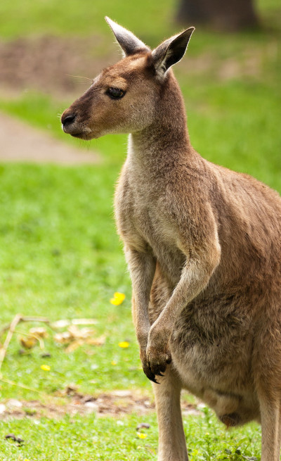 Kangaroo on grass