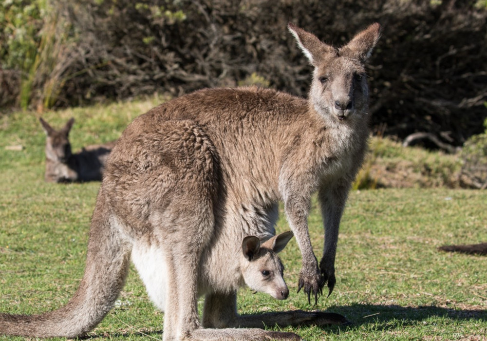 Kangaroo with joey on grass