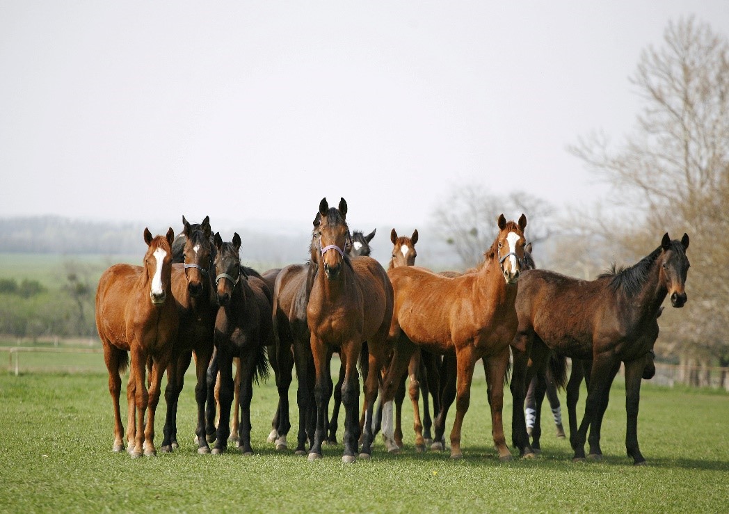 Horses outside on grass