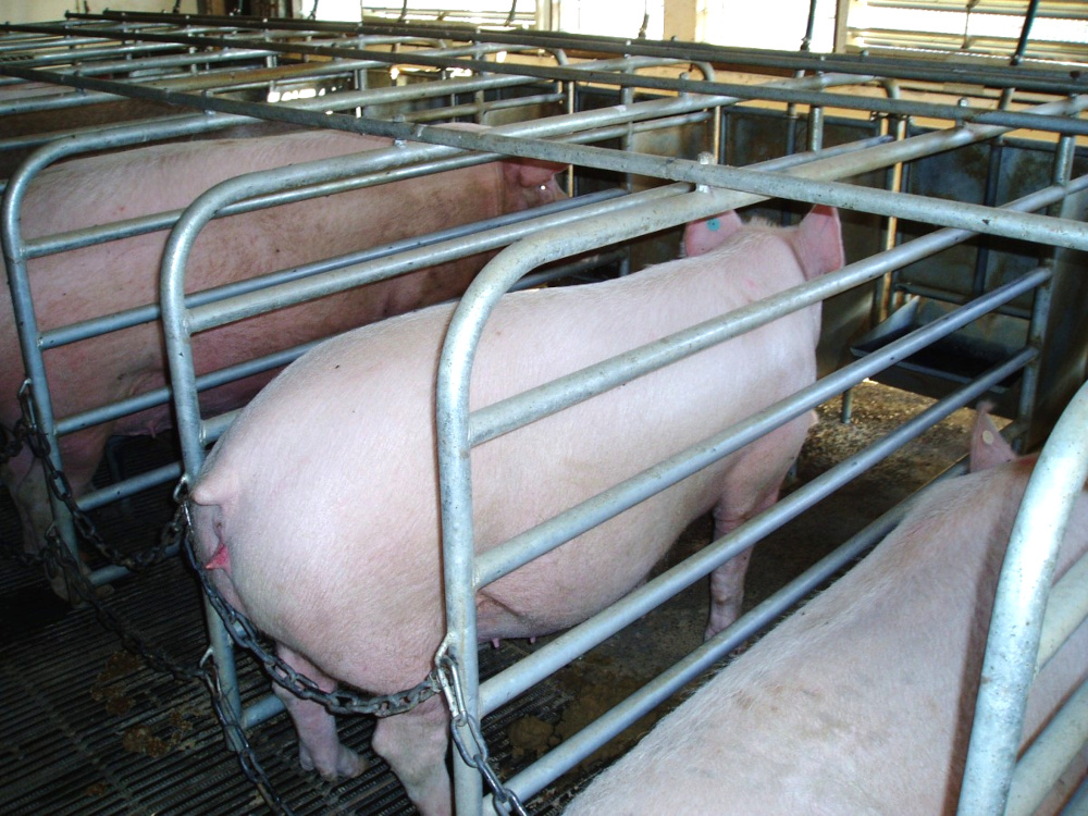 Sow stall