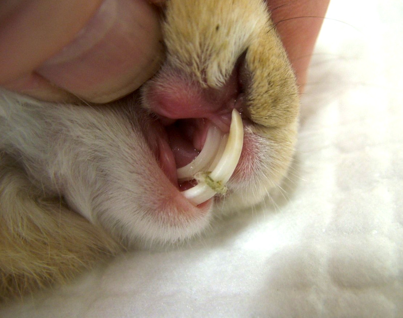 overgrown rabbit teeth