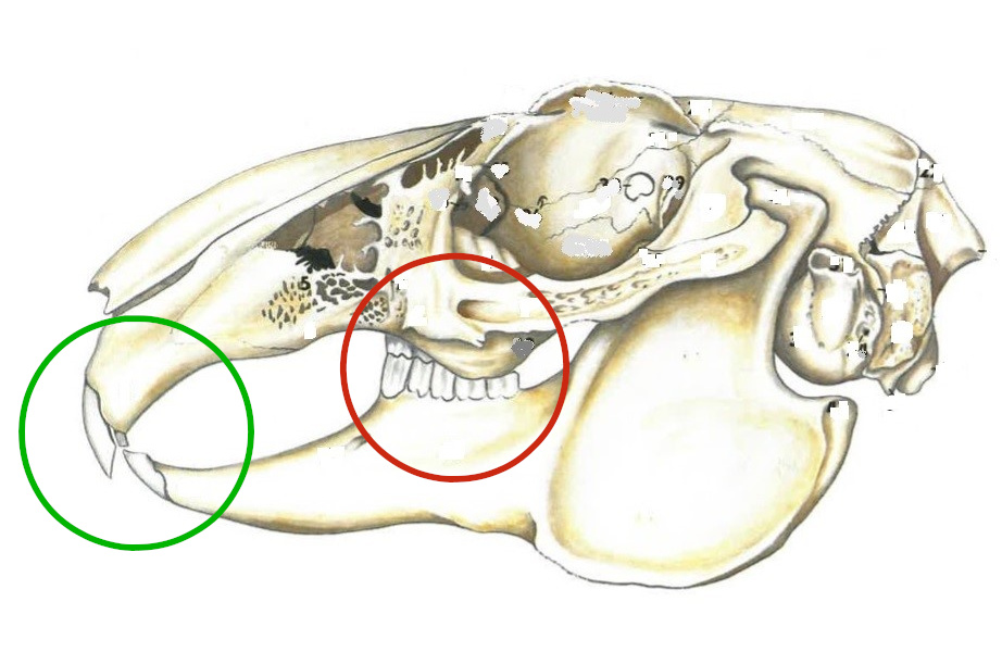 Rabbit teeth diagram