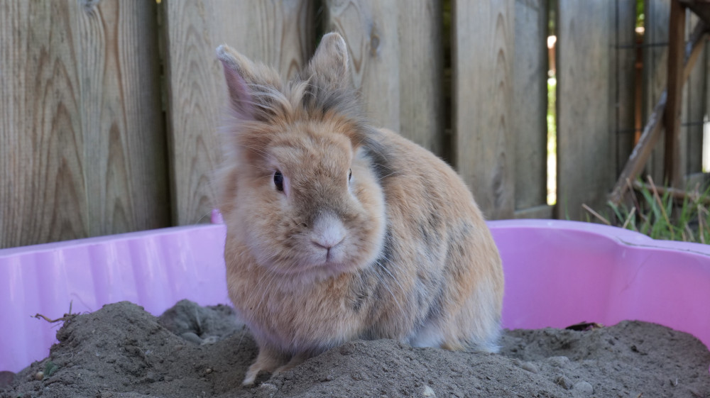 Things to keep outlet rabbits entertained