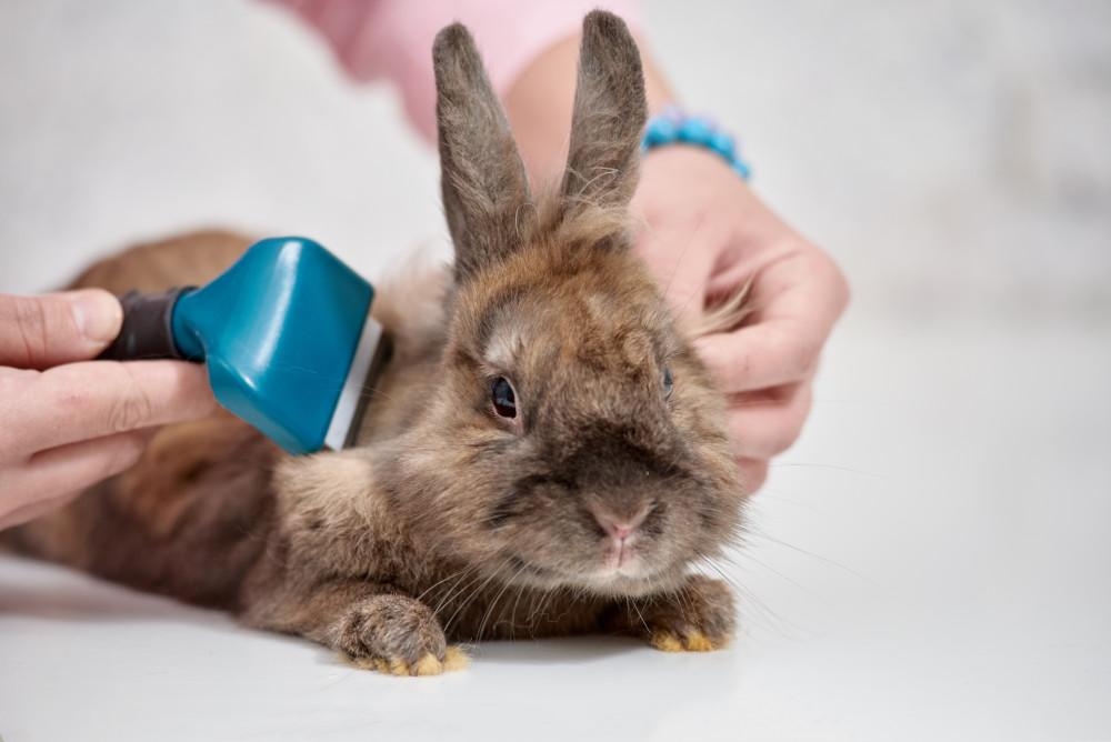 How do I groom my rabbits? – RSPCA Knowledgebase