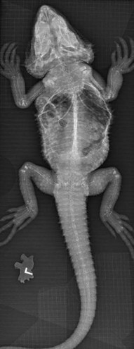 bearded dragon bone disease