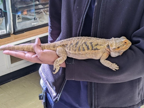 bearded dragon holding