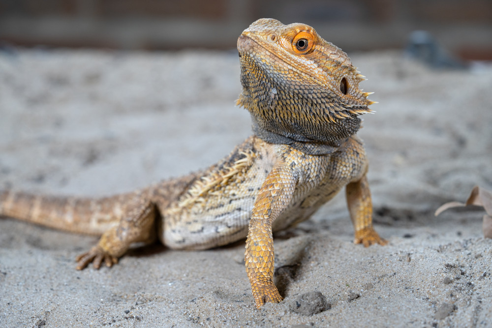 bearded dragon on sand