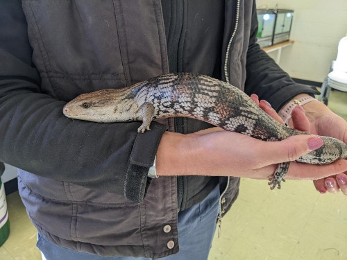 blue tongue holding