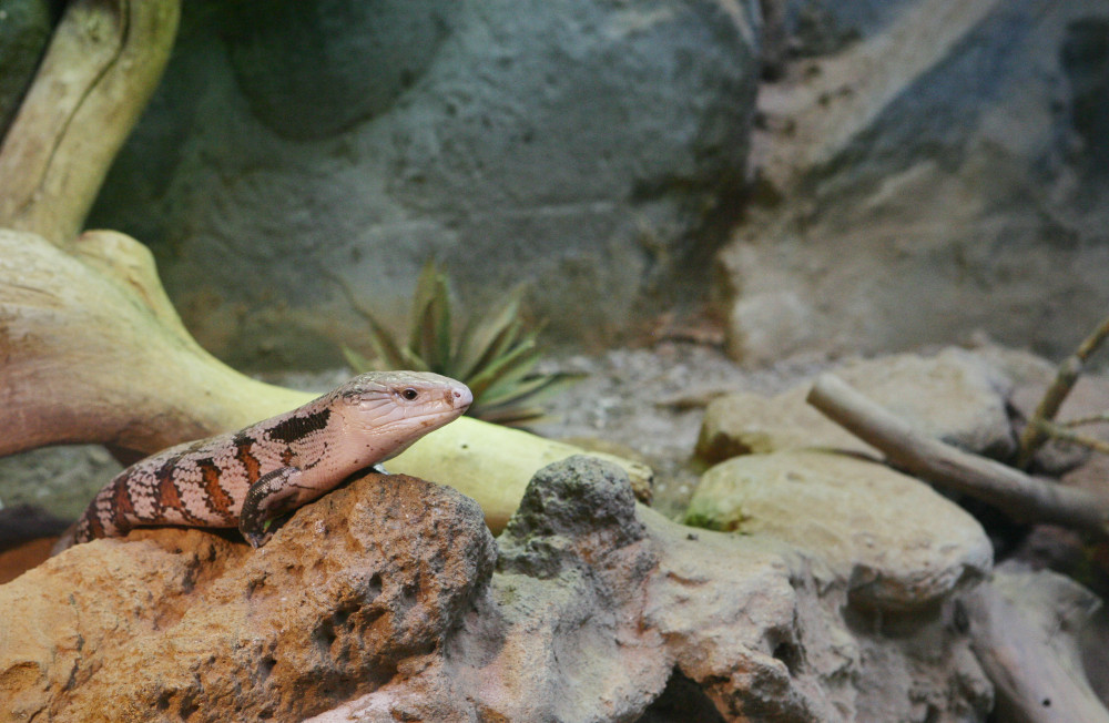 Dog food for blue hotsell tongue skink