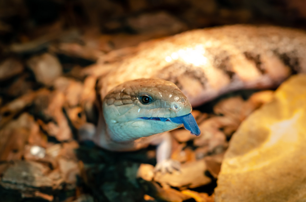 common blue tongued skink