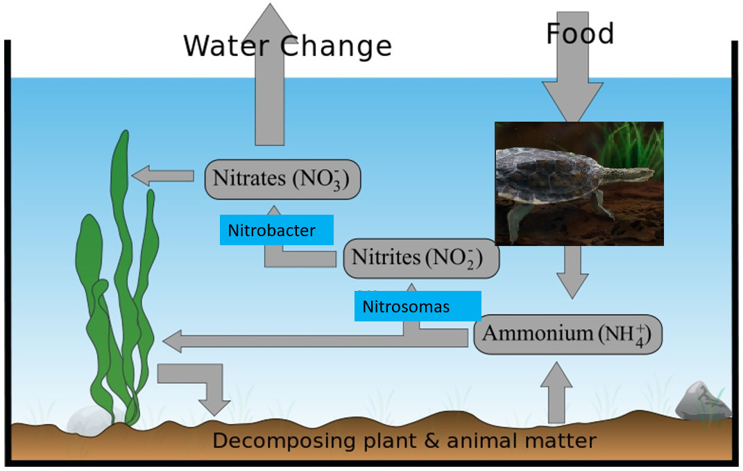 nitrogen cycle turtle