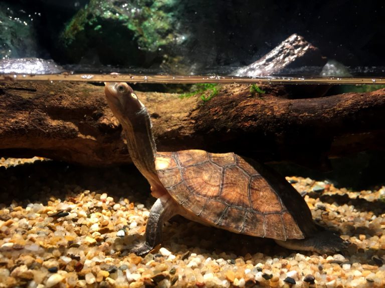 How should I care for my turtles? – RSPCA Knowledgebase