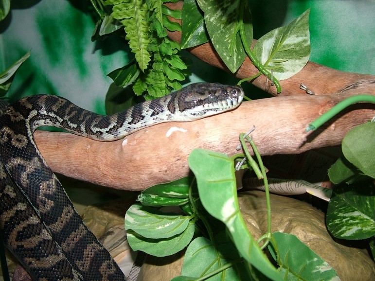 snake on branch
