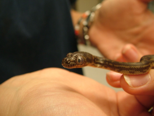 young carpet python