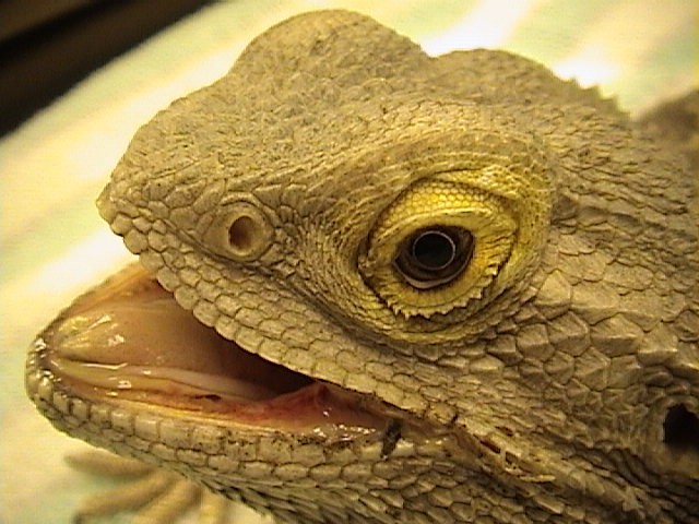 scaleless bearded dragon