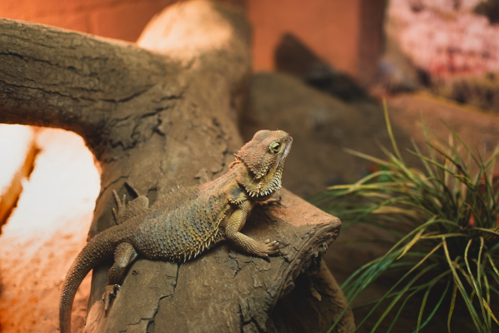 bearded dragon log