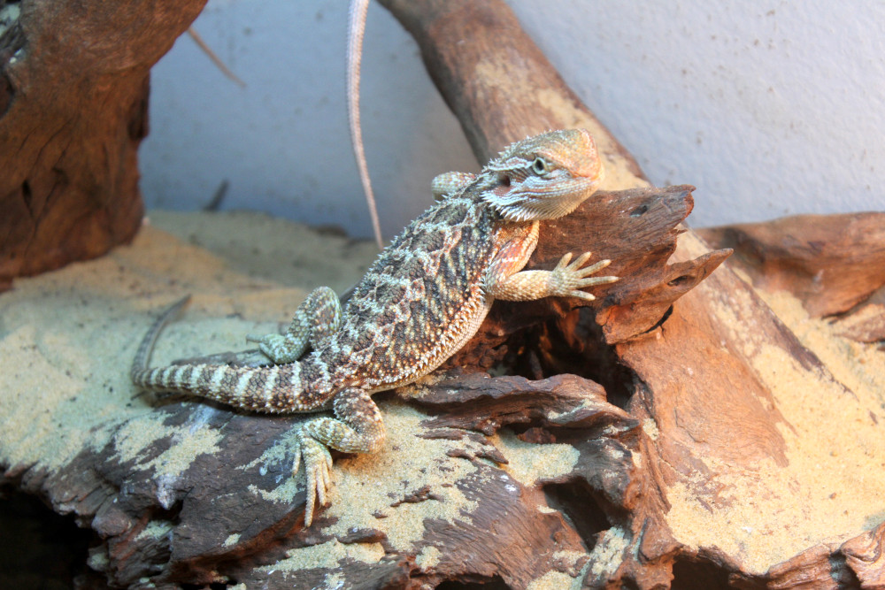 Bearded dragon