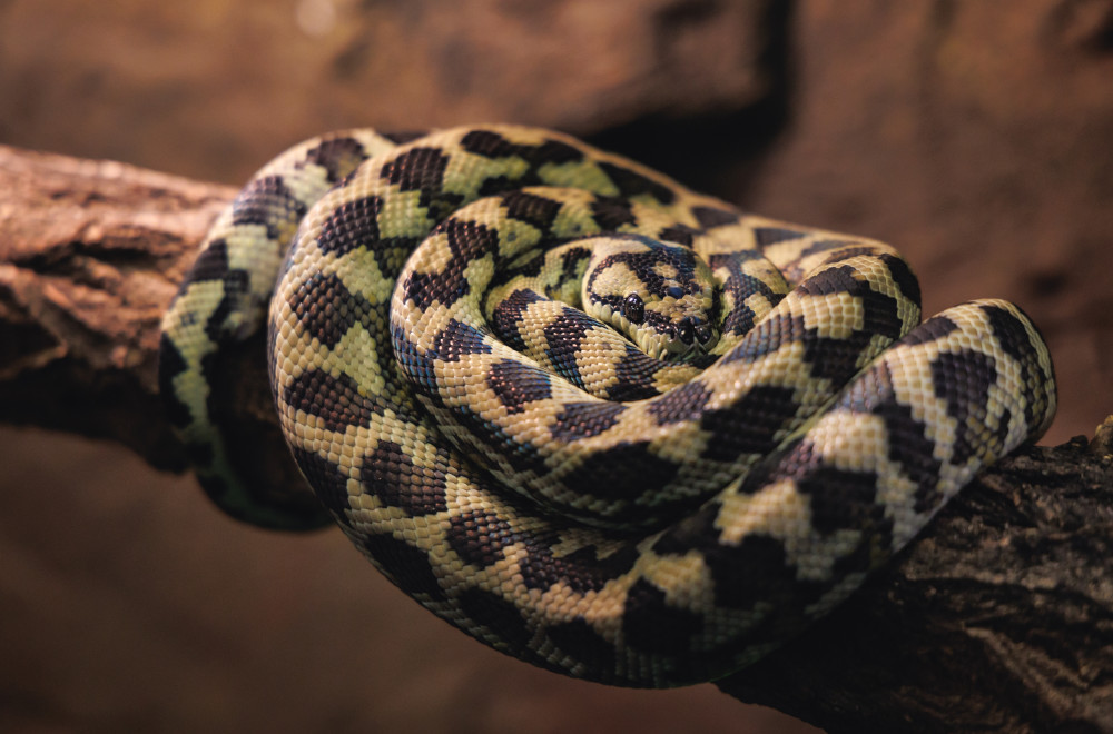 Carpet python on branch