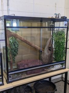 How should I care for my carpet python? – RSPCA Knowledgebase
