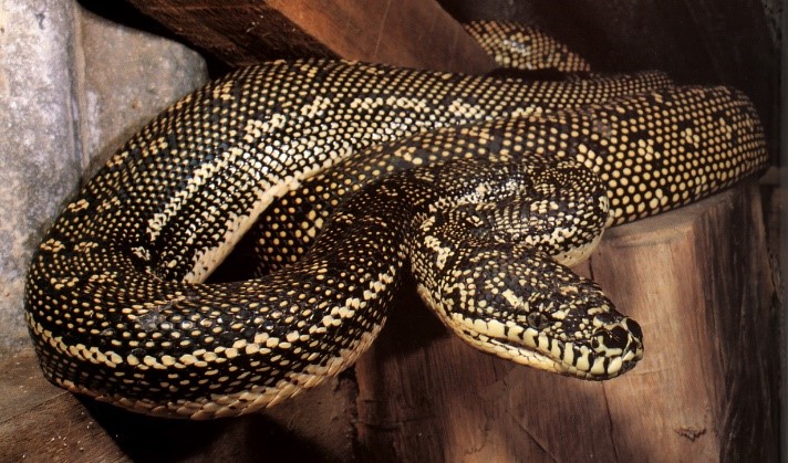 How can I keep my reptiles safe from household hazards? – RSPCA  Knowledgebase