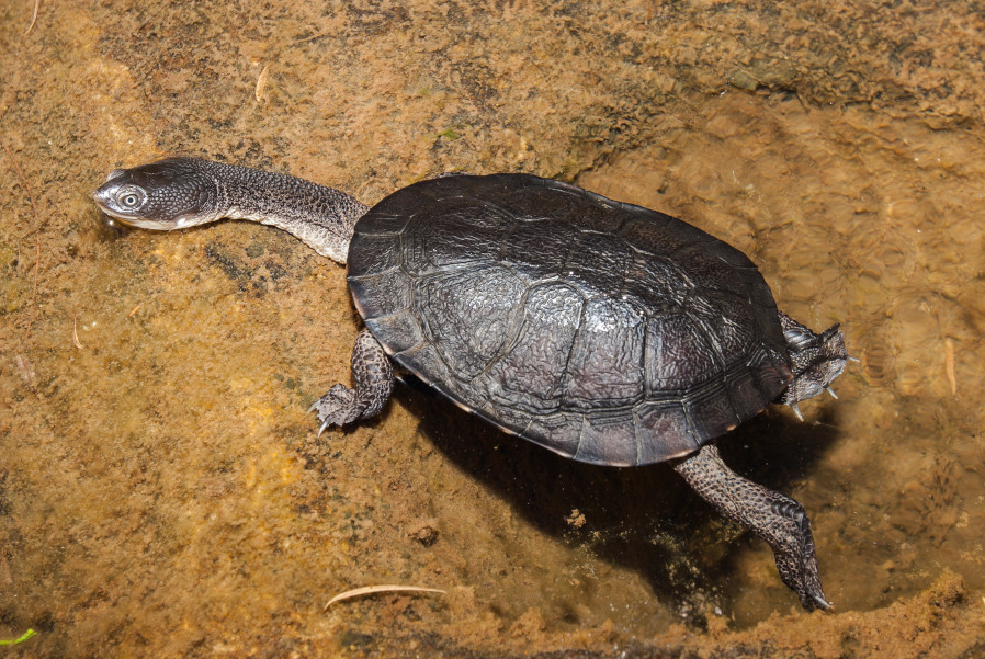 eastern long neck turtle