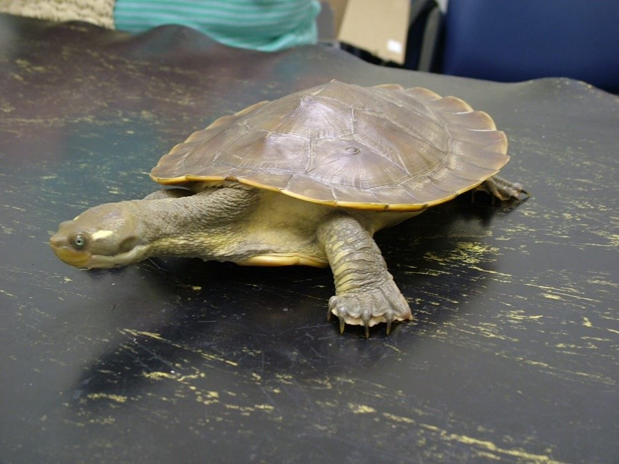 Wild turtles as store pets