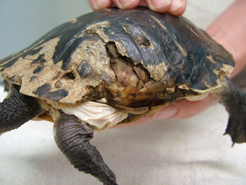 Turtle shell damage